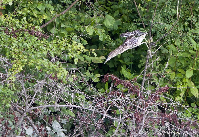 Bihoreau gris 0805_wm.jpg - Bihoreau gris juv., Nycticorax nycticorax, Black-crowned Night Heron au bord du Rhône (France, juillet 2011)